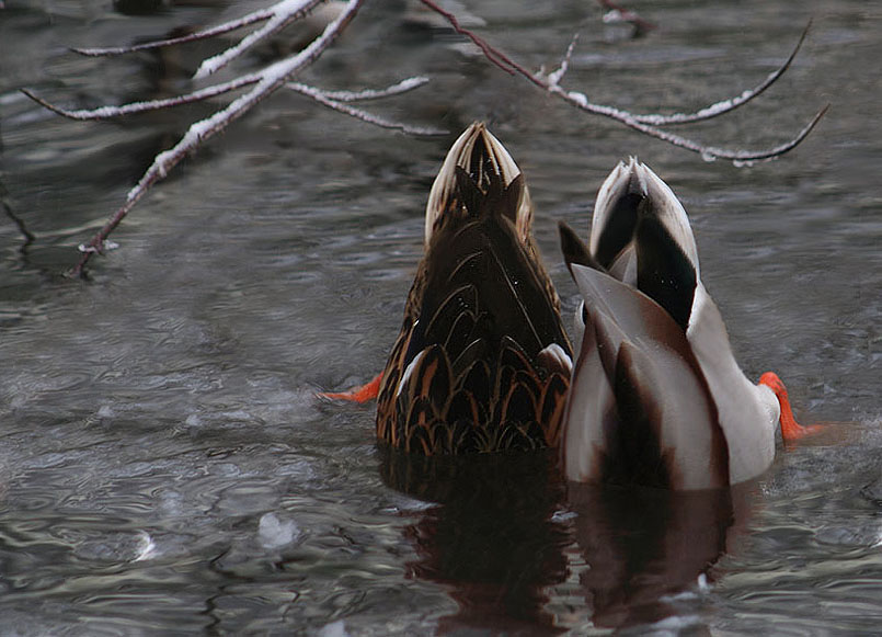 Pas de Deux