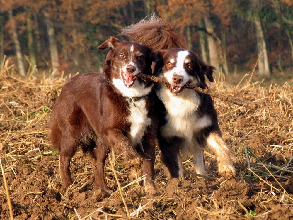 "Pas de deux"