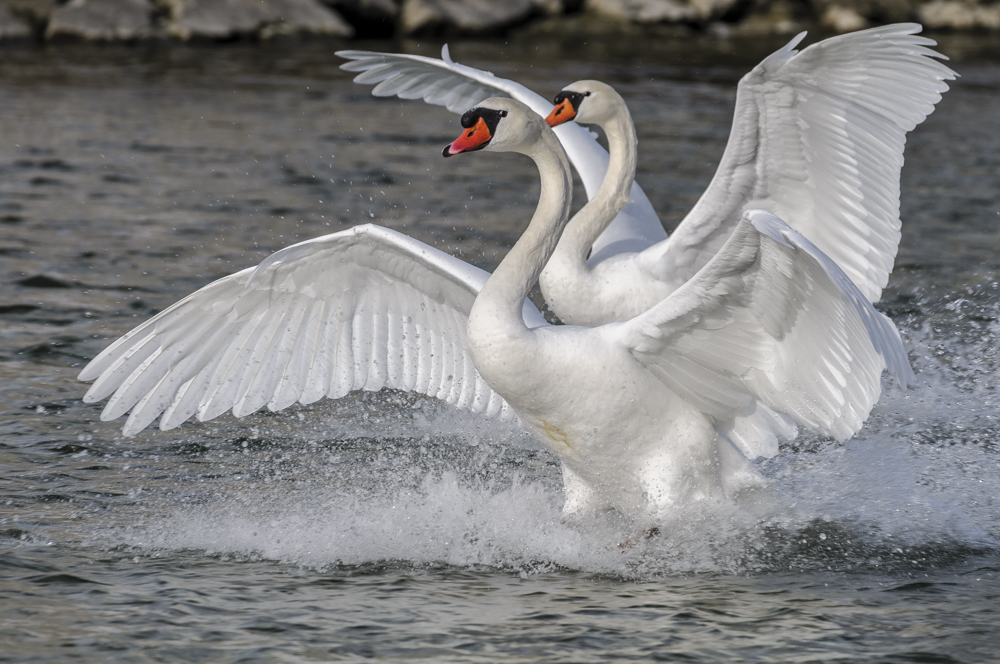 Pas de deux am Flaucher