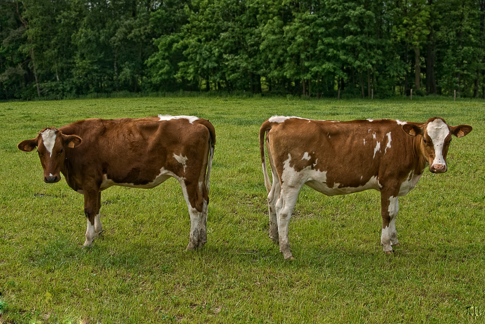 pas de deux auf den eynatter weiden