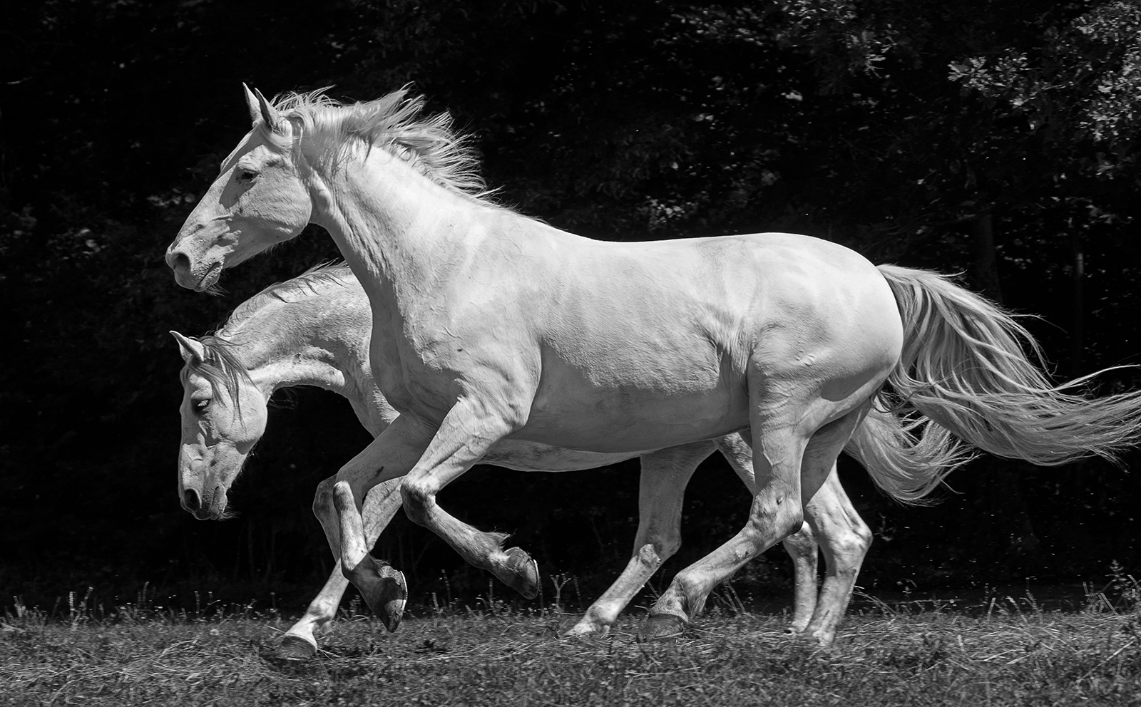 Pas de deux auf der Weide