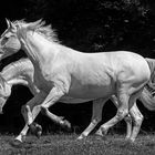 Pas de deux auf der Weide