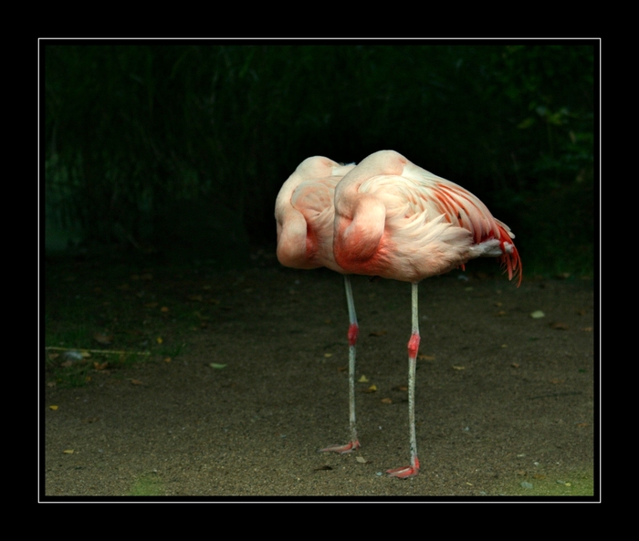 *~~pas de deux~~~*