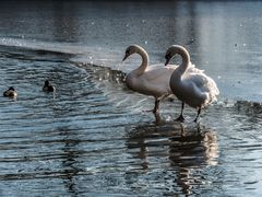 Pas de deux