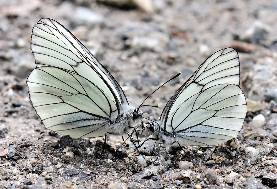 Pas De Deux