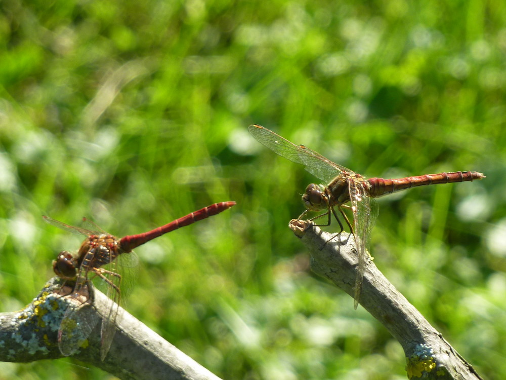 pas de deux