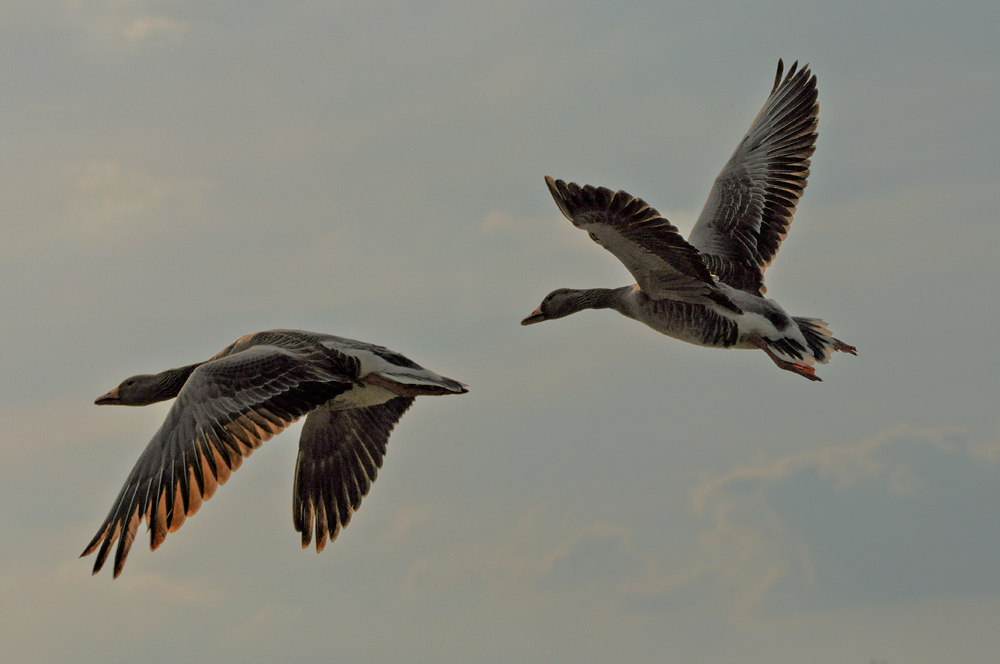 PAS DE DEUX