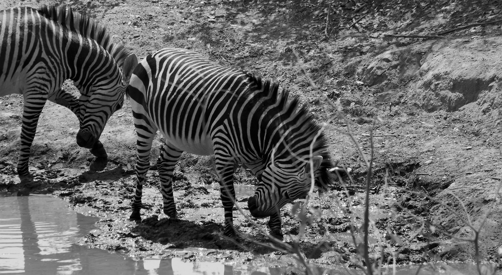 Pas de Deux der Bergzebras