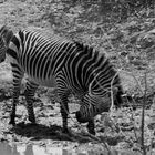 Pas de Deux der Bergzebras