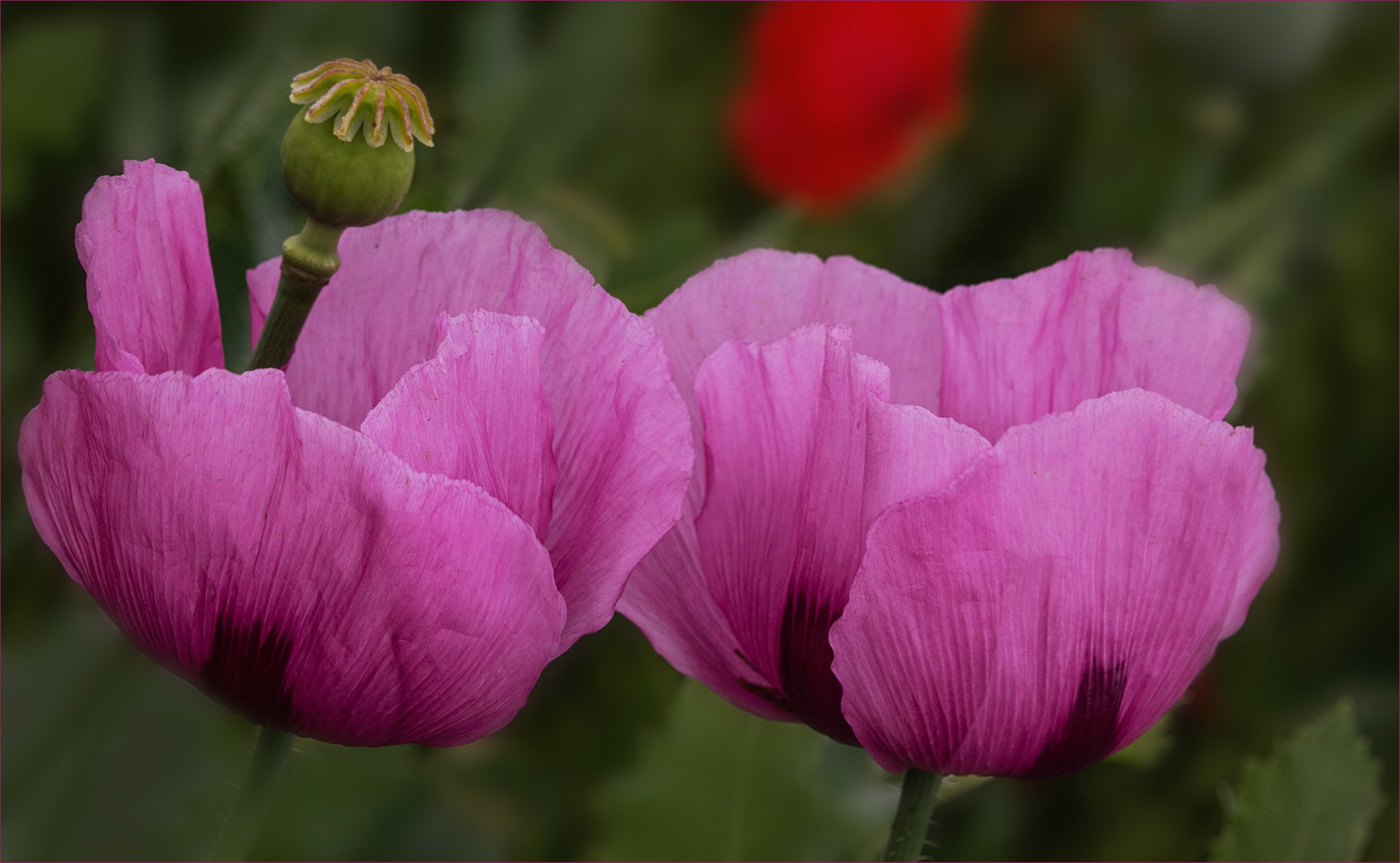 Pas de deux der Mohnblüten....