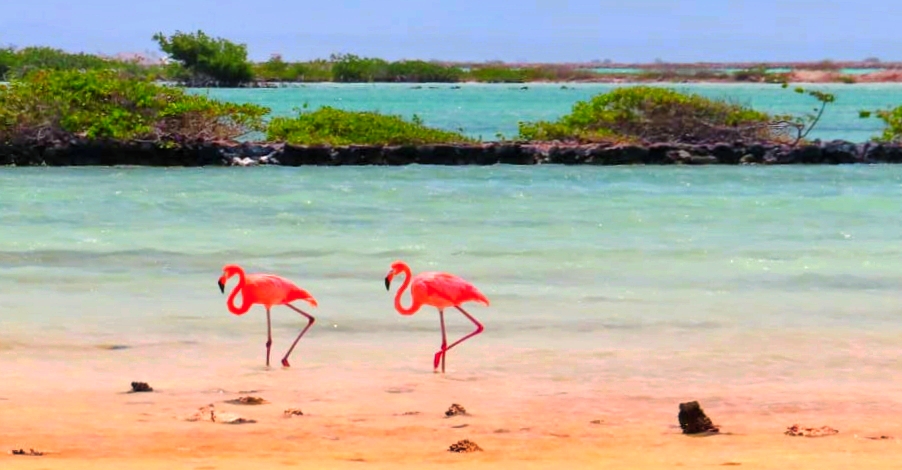 Pas de deux des Caraïbes