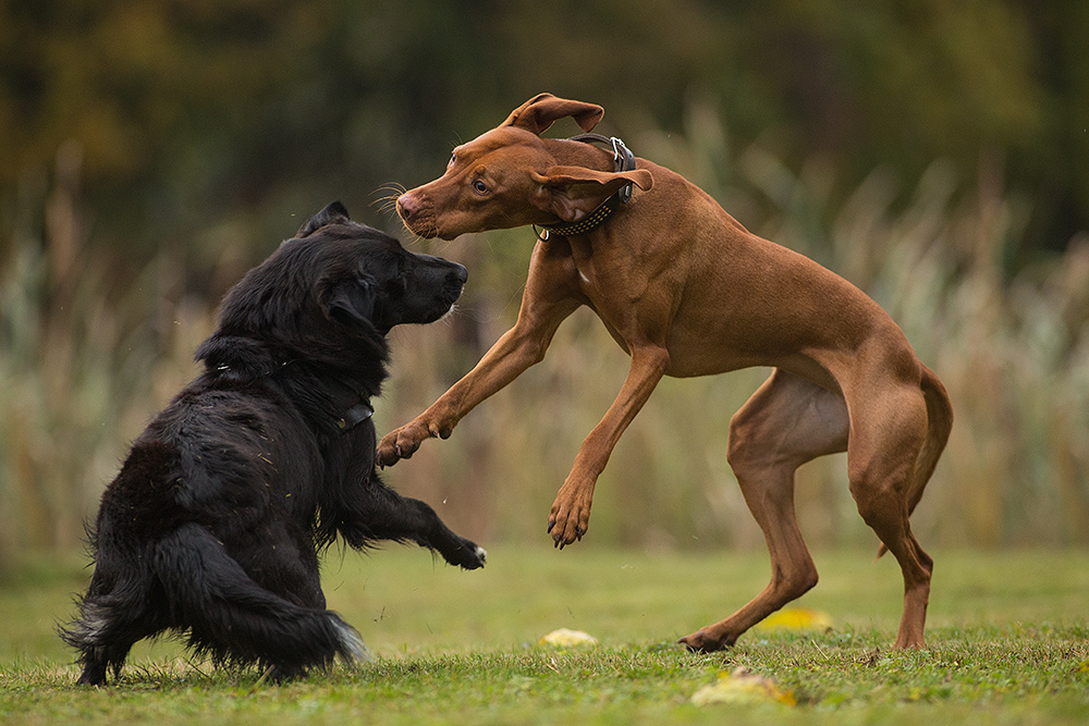 pas de deux