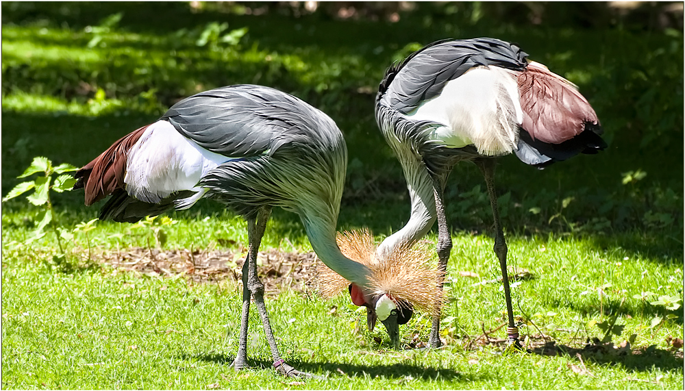 PAS DE DEUX