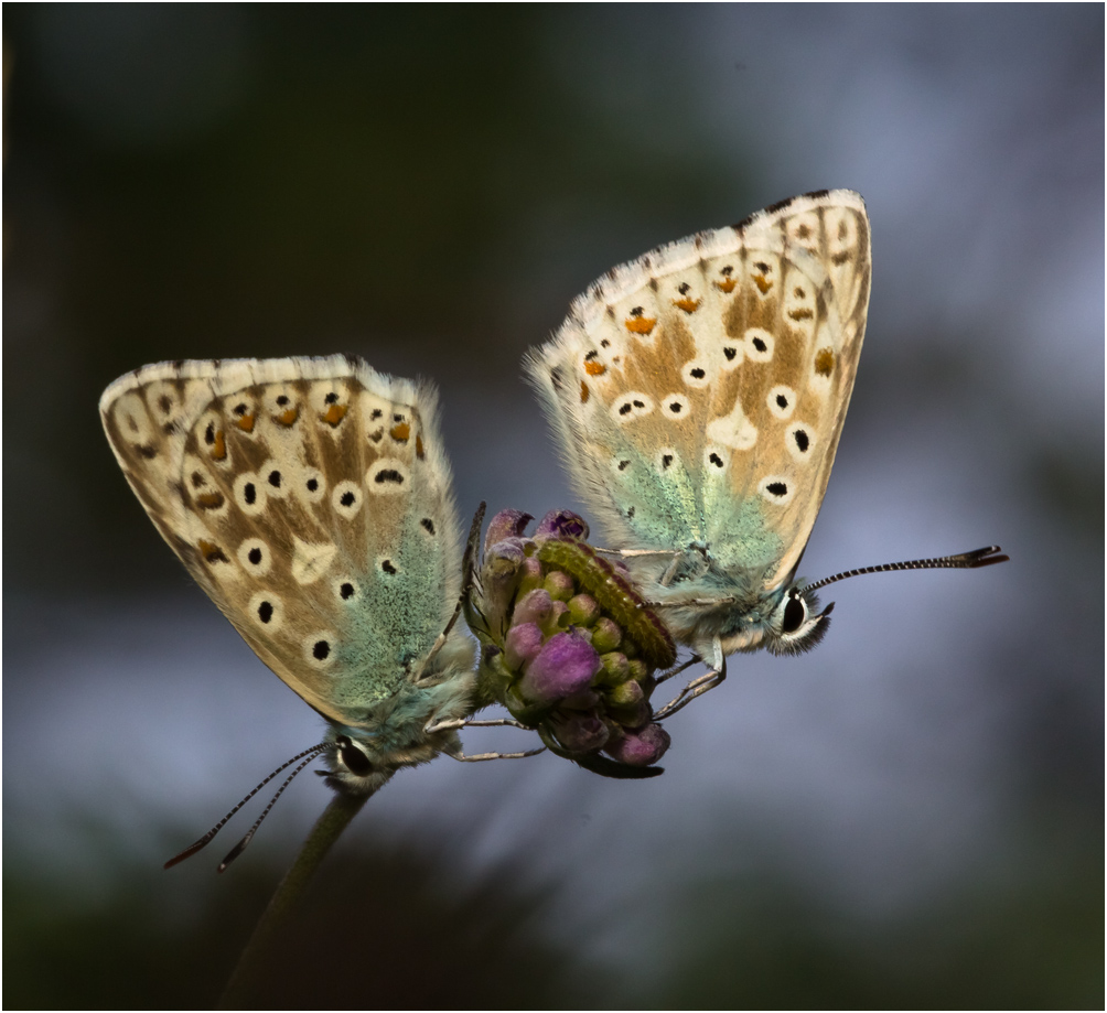 Pas de deux