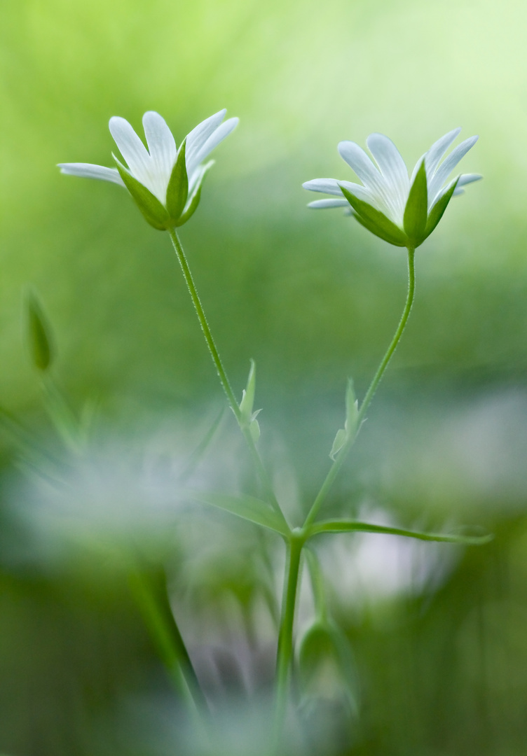 Pas de deux im Grünen