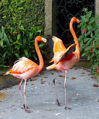 Pas de deux im Jardim Tropical Monte Palace. Madeira 2024