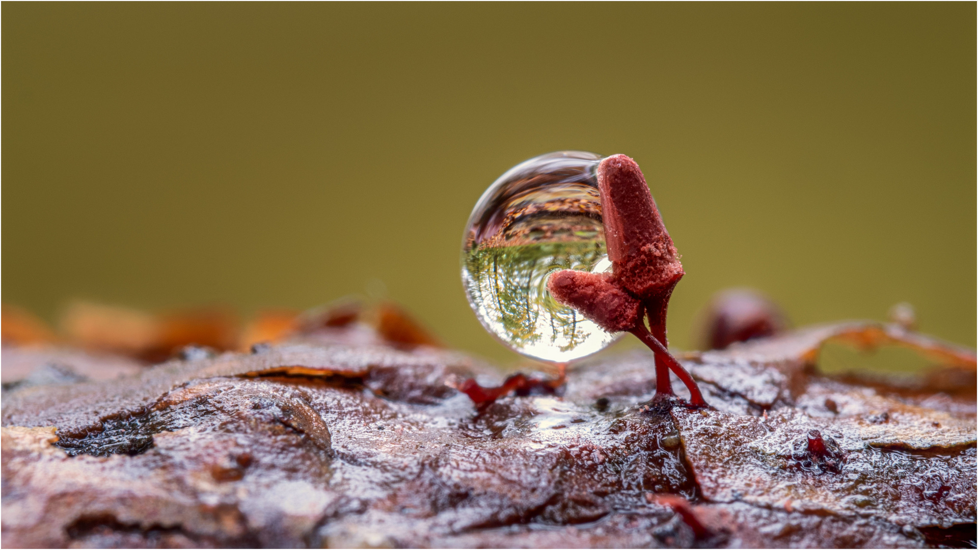 Pas de Deux im Regen