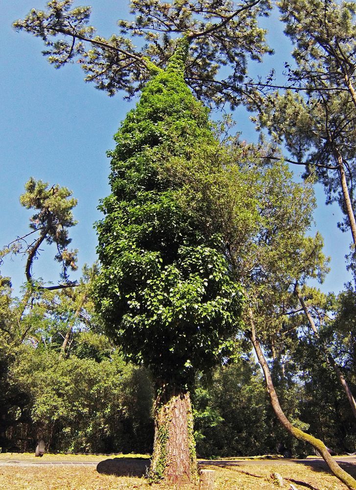 Pas de doute, le lierre est bien une plante grimpante… !