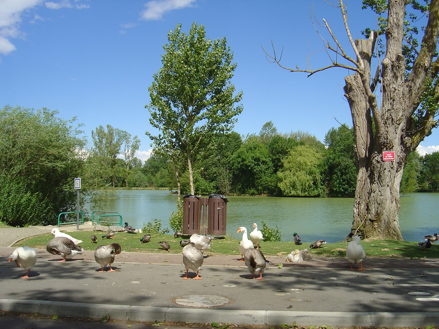 Pas de jaloux...onze canards, onze oies...!