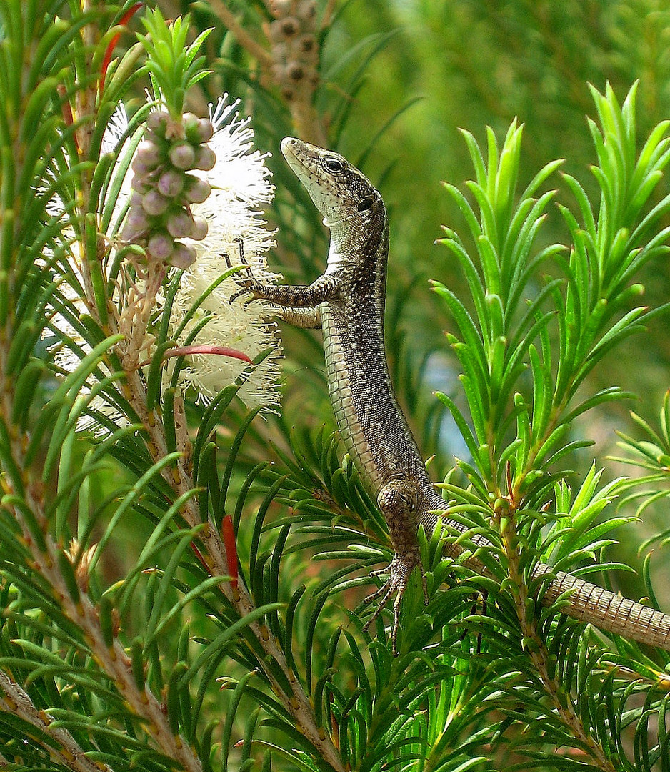 "Pas de lézard" à Madère