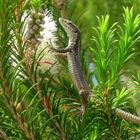 "Pas de lézard" à Madère