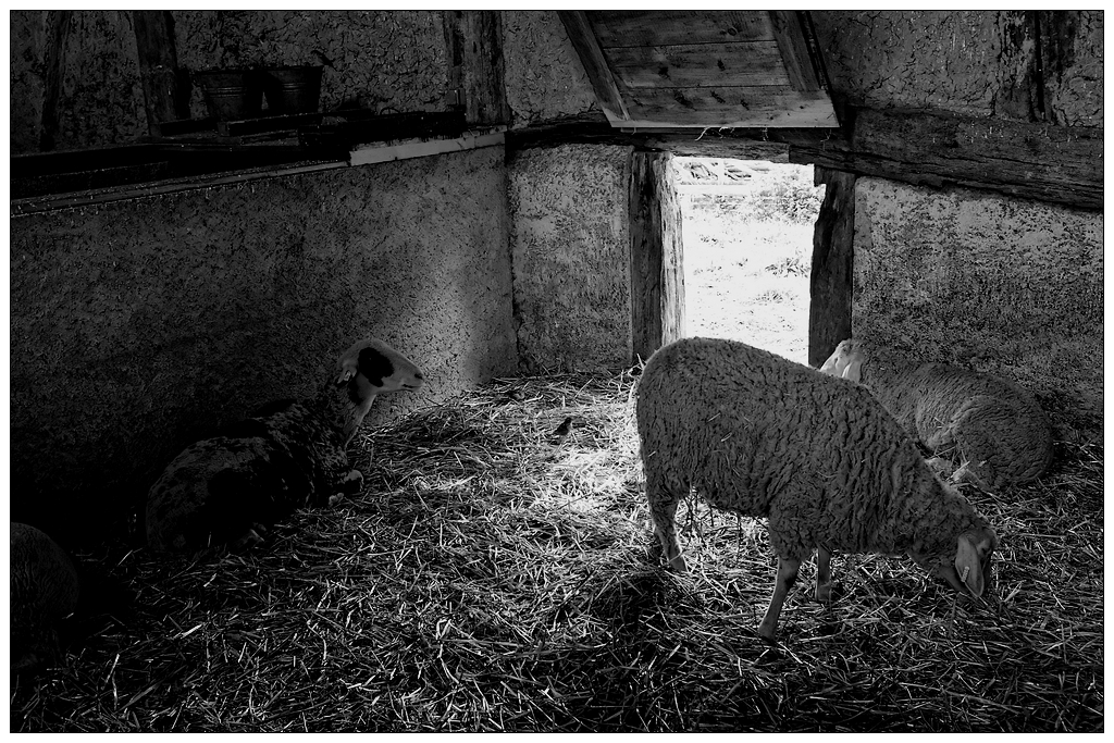 Pas de loup dans la bergerie