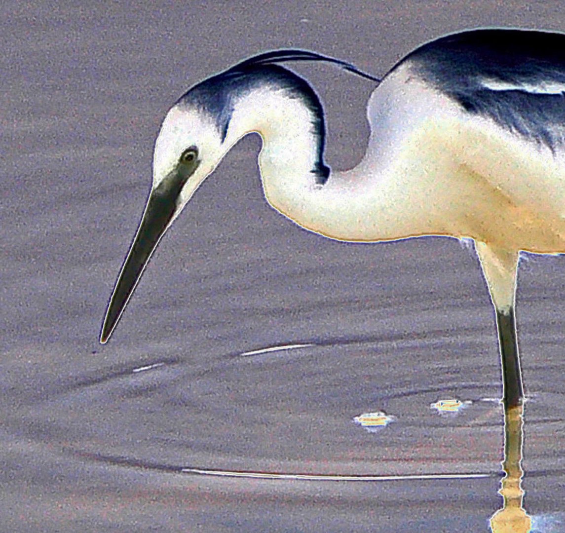 Pas de salade,j'ai foiré la fine aigrette!