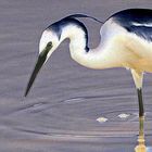 Pas de salade,j'ai foiré la fine aigrette!