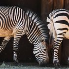 Pas de Zebra