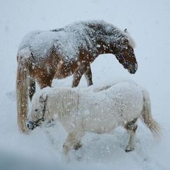 PAS DES DEUX