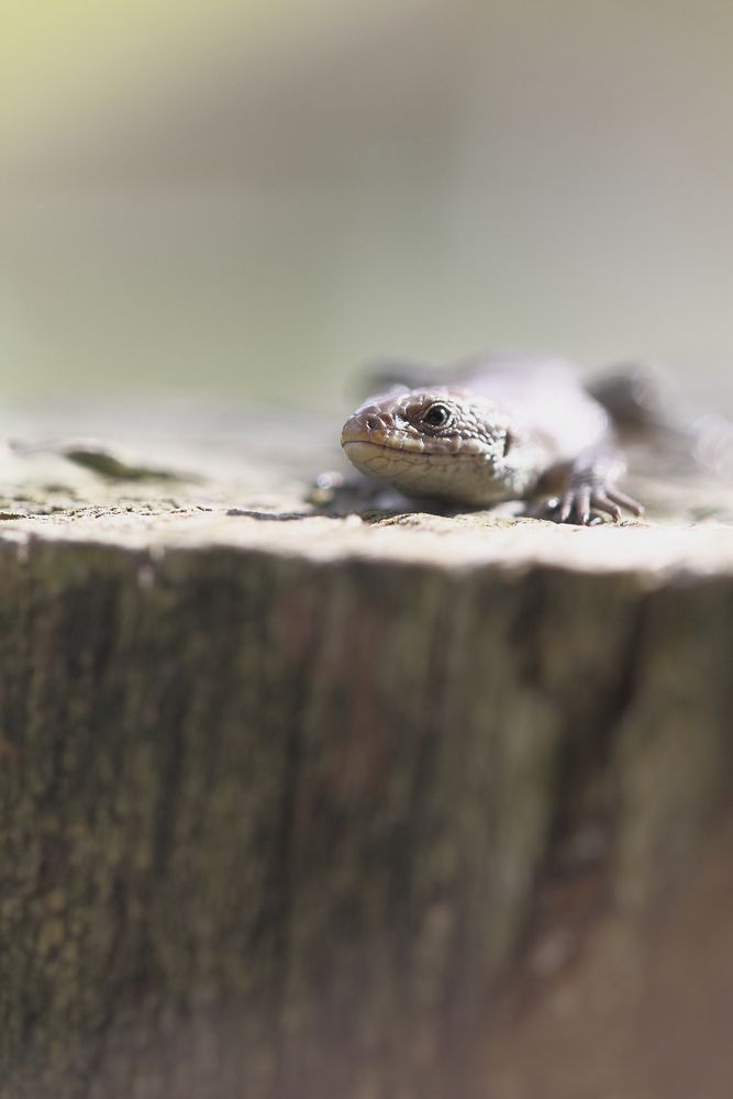 Pas d'Lézard...