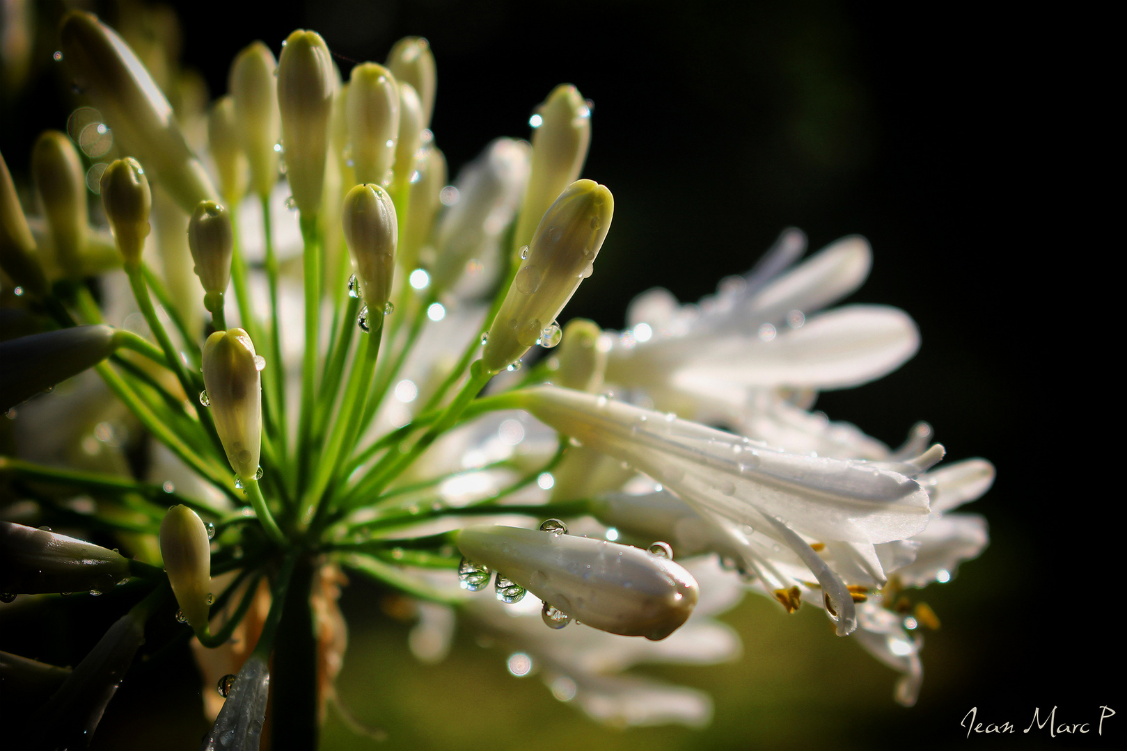 Pas du muguet...