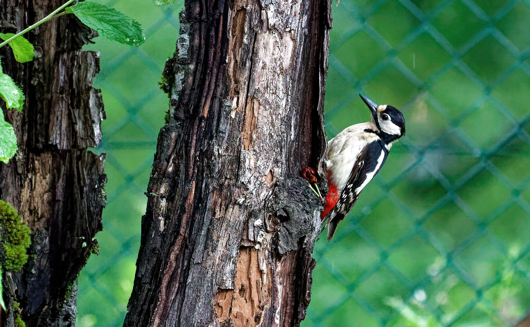 pas en cage