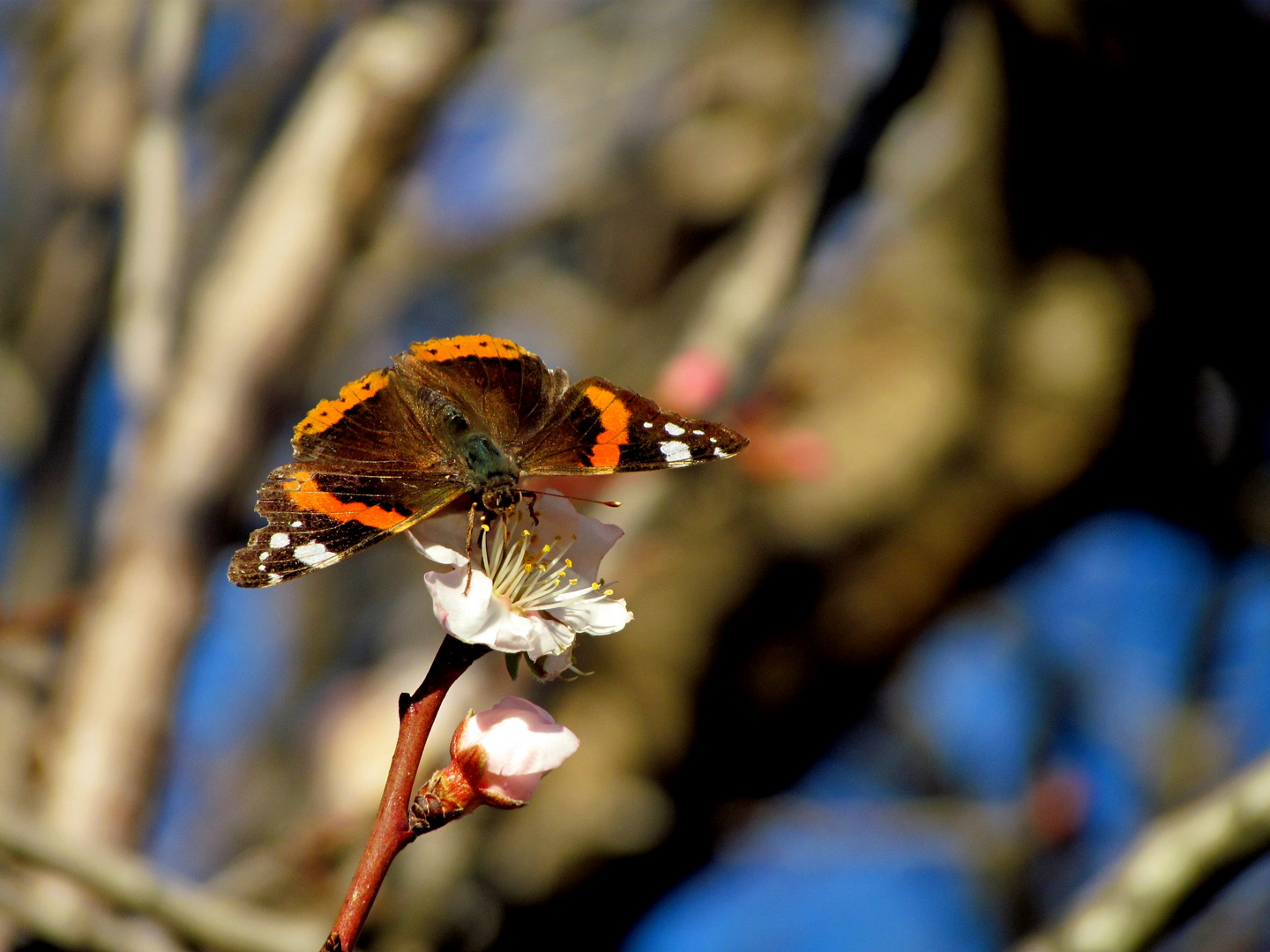 Pas encore le Printemps mais...presque !!