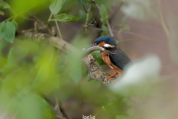 pas evident avec les feuilles il c est poser a1m de moi avec son gros pouisson pour les jeunes