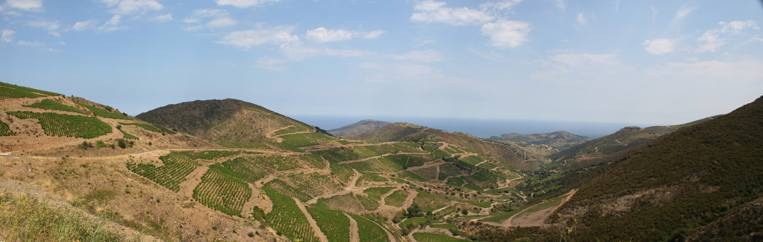 pas facile d'elever de la vigne dans ce secteur !!