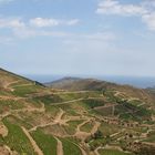 pas facile d'elever de la vigne dans ce secteur !!