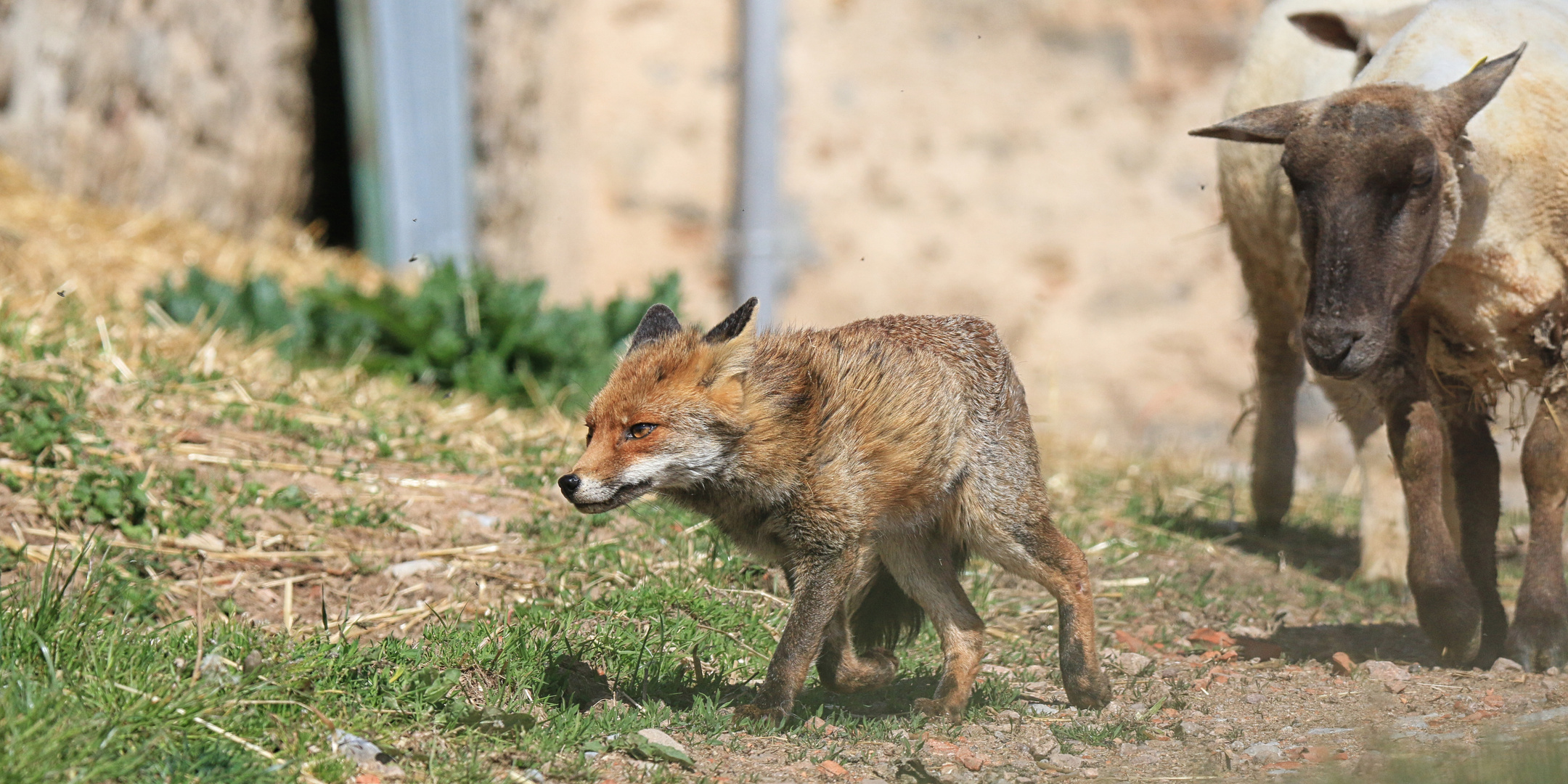 Pas facile une vie de renard ...