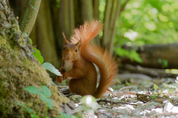 pas lon de chez moi un nouvel ami poil de carotte j espere le revoir 