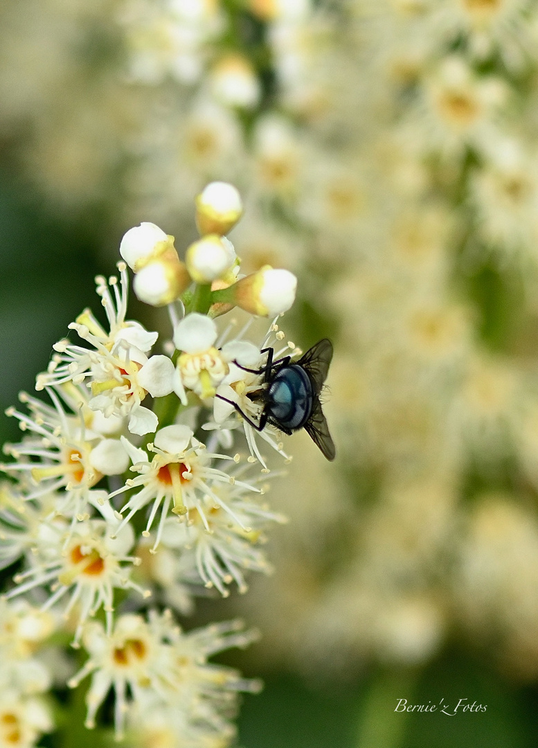 Pas que les abeilles