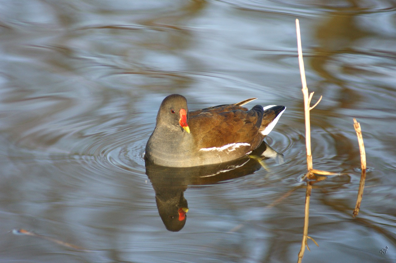 Pas sauvage la petite poule d'eau .....