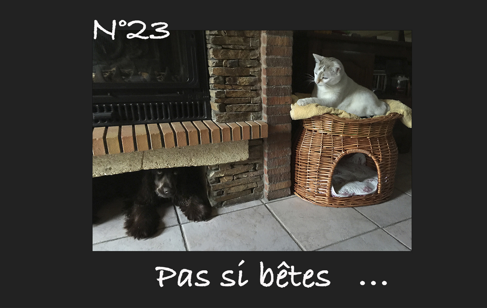 Pas si bêtes  ....