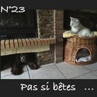 Pas si bêtes  ....