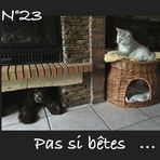 Pas si bêtes  ....