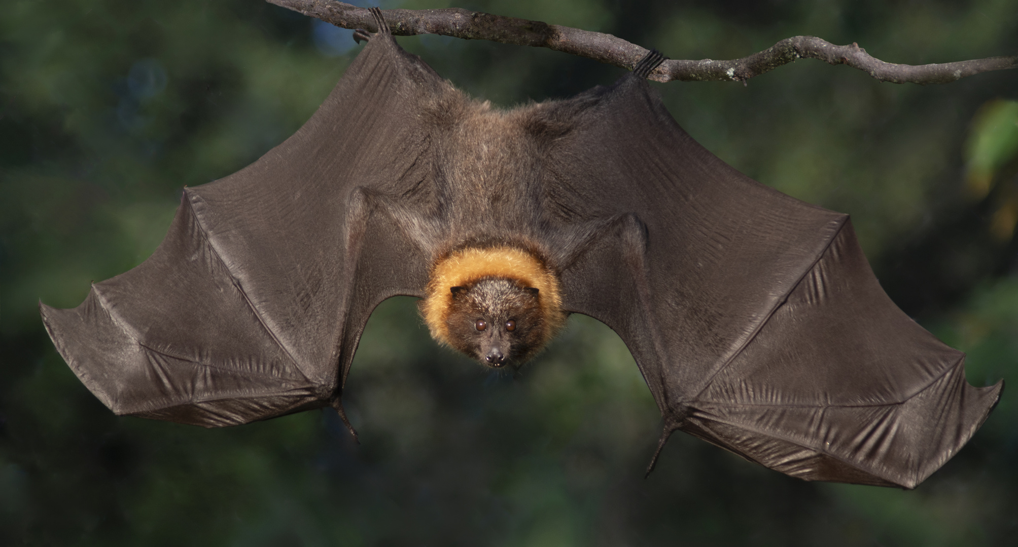 Pas si chauve que ça !  (chauve-souris de Rodrigues, Pteropus rodricensis)