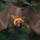 Pas si chauve que ça !  (chauve-souris de Rodrigues, Pteropus rodricensis)