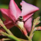 Pas touche à ma fleur