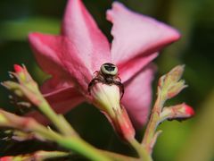 Pas touche à ma fleur