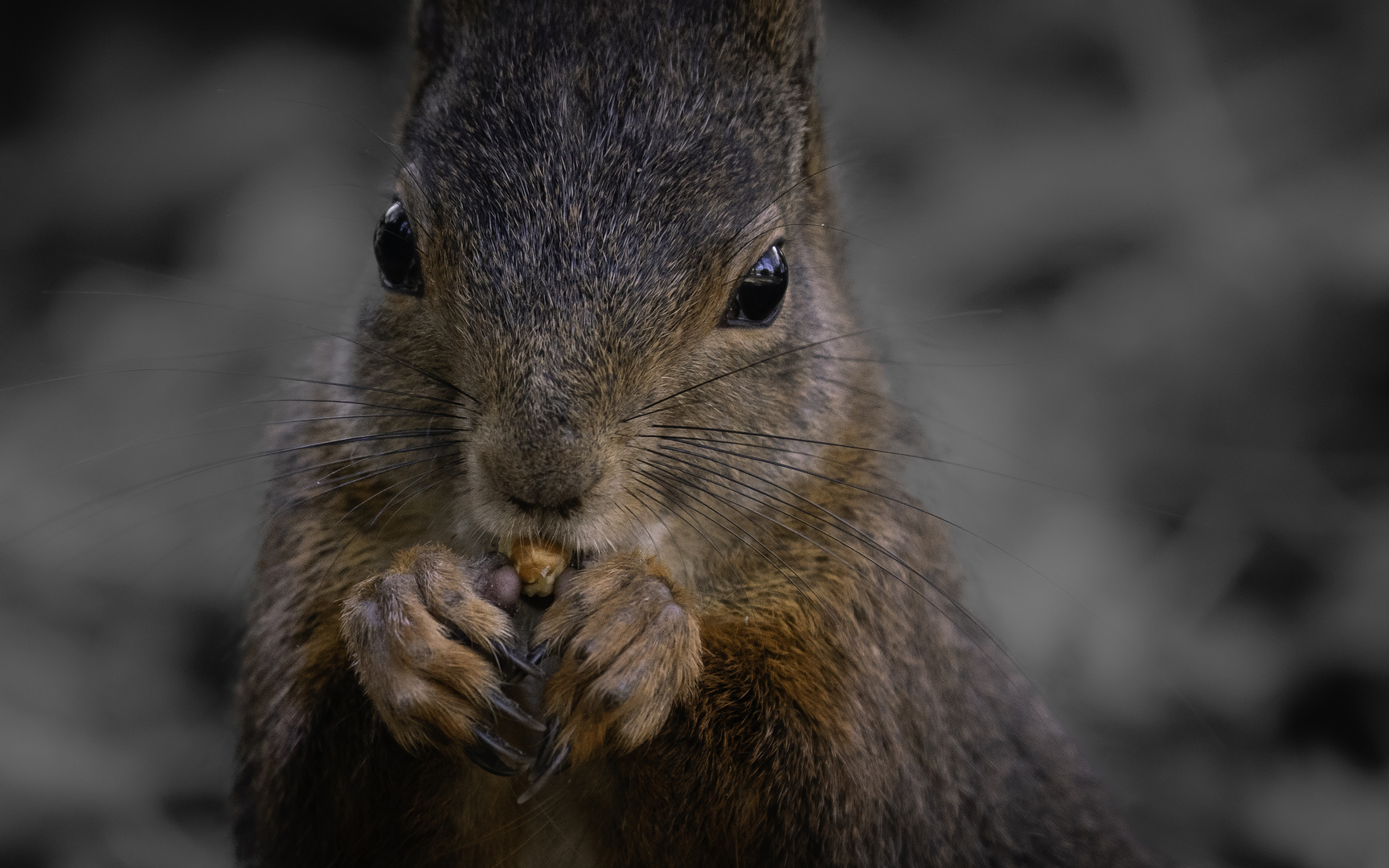 Pas très originale mais une star des Parcs et forêts