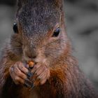 Pas très originale mais une star des Parcs et forêts